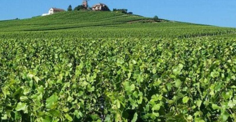 Champagne Region From Paris: Reims and Champagne Tasting - Champagne Tasting at Small Vineyard