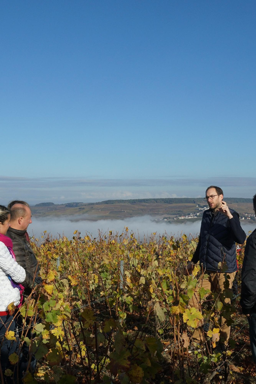 Champagne Vineyard Experience: Delve Into the Terroir - Itinerary of the Champagne Tour