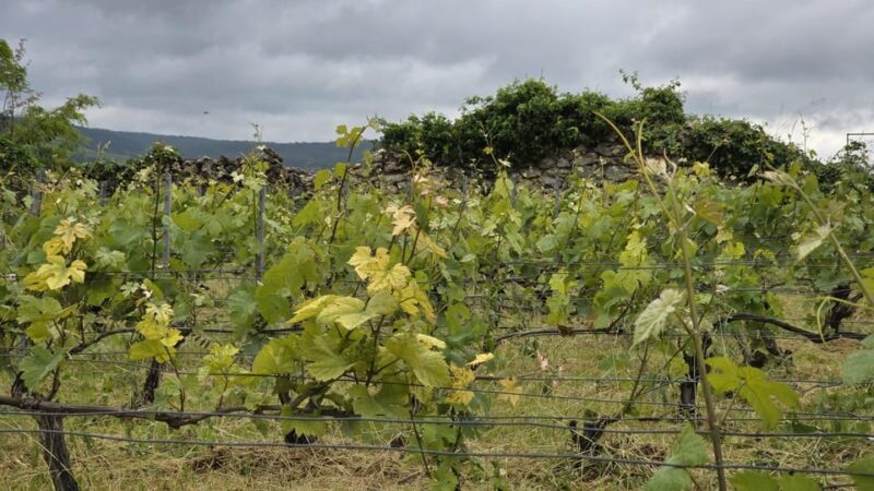 Champagne Vineyard Experience: Delve Into the Terroir - Highlights of the Experience