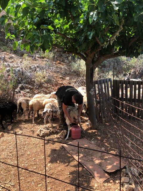Chania Area: Cooking Class at a Farm in Stylos Village - Culinary Activities