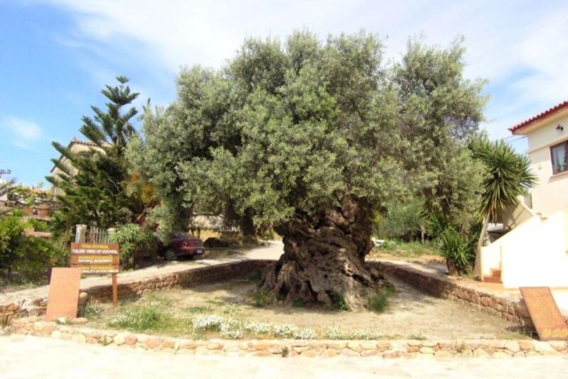 Chania Area: Food Tasting Tour With Winery Visit & Swim Stop - Customer Feedback