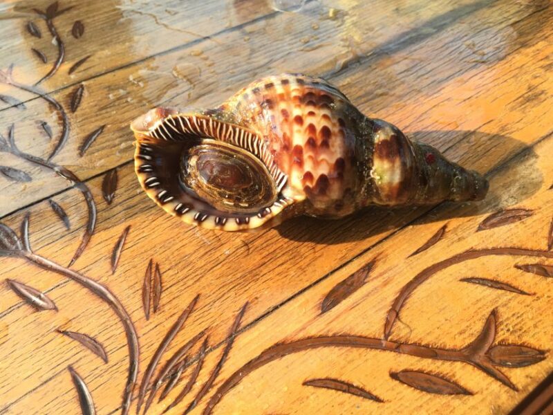 Chania: Boat Cruise to Agioi Theodoroi and Lazaretta Island - Inclusions and Exclusions