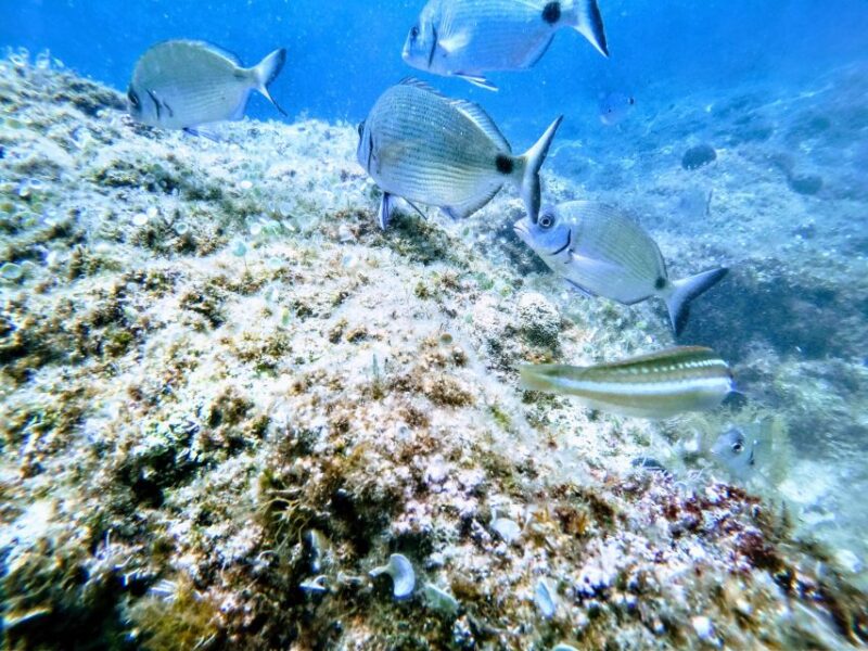 Chania: Boat Trip With Guided Snorkeling Tour - Pickup and Drop-off Options