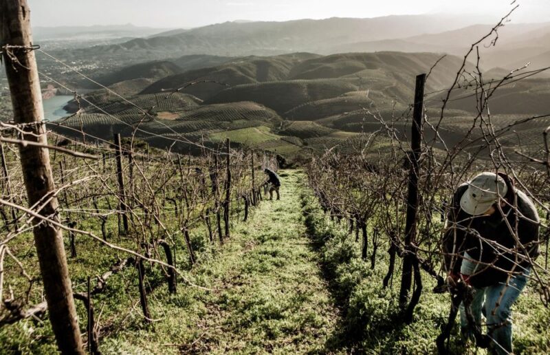 Chania Countryside/Winery Visit With a Private Driver - Discovering Cretan Culture