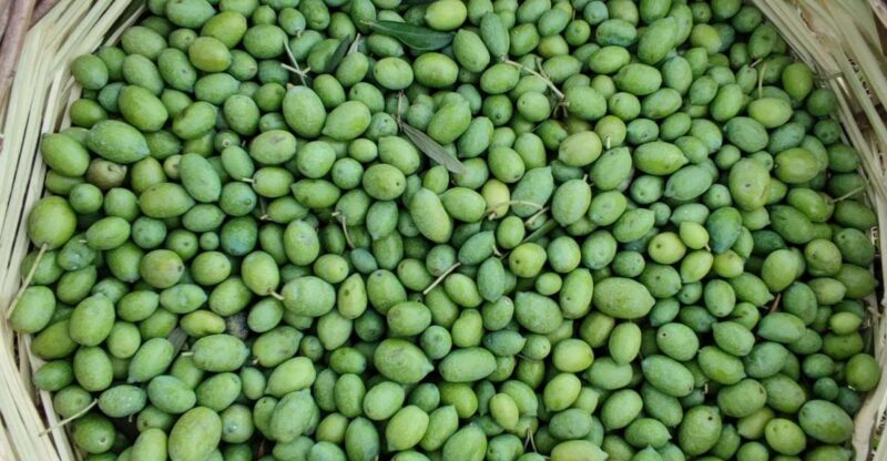 Chania: Full Moon Olive Harvest - Key Points
