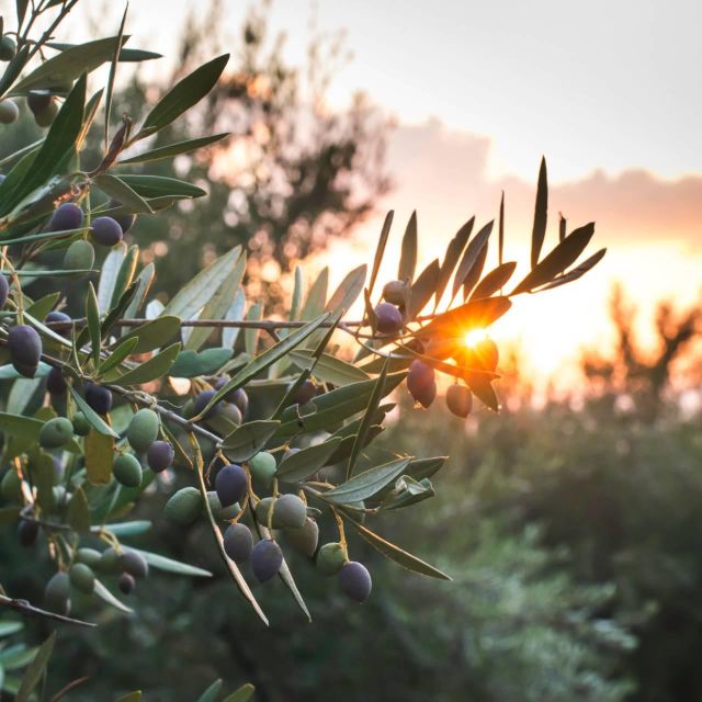 Chania: Full Moon Olive Harvest - Highlights of the Activity