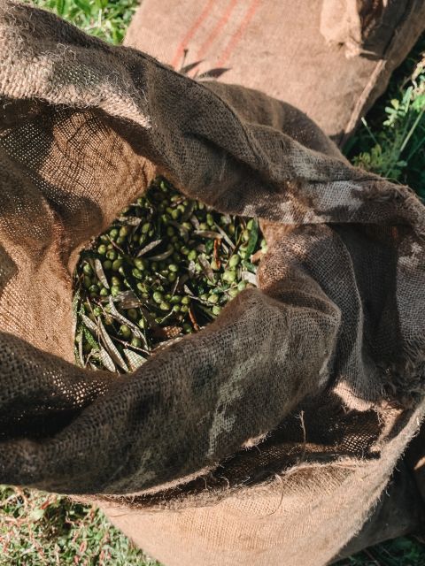 Chania: Full Moon Olive Harvest - Meeting Point and Location