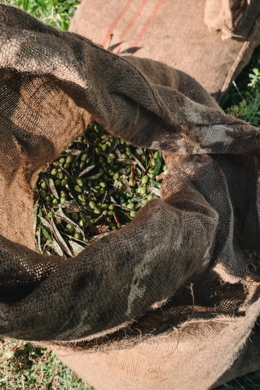 Chania: Full Moon Olive Harvest - Included in the Tour