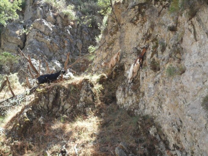 Chania: Imbros Gorge and Libyan Sea Day Tour - Customer Feedback Summary