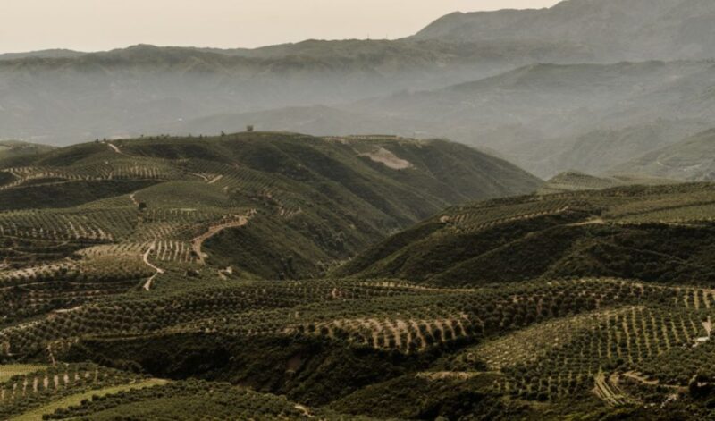 Chania Luxury Jeep Safaris: Manousakis Vineyard & Winery - Key Points