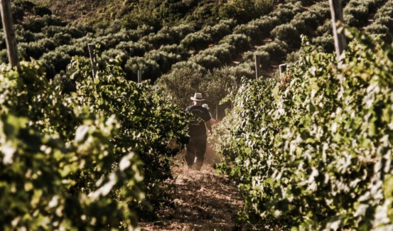 Chania Luxury Jeep Safaris: Manousakis Vineyard & Winery - Luxury Amenities