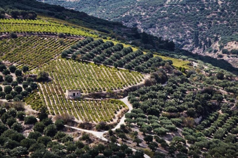 Chania Luxury Jeep Safaris: Wine & Olive Oil Tasting Secrets - Unveiling the Secrets of Wine