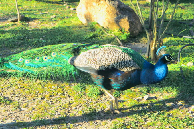 Chania: Nature Road Trip With Botanical Garden and Lunch! - Guided Tour of Botanical Park