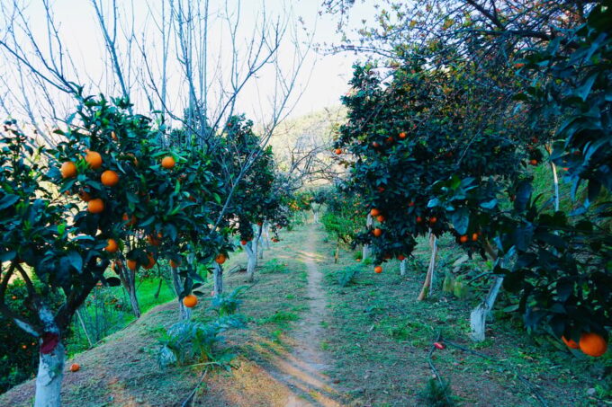 Chania: Nature Road Trip With Botanical Garden and Lunch! - Frequently Asked Questions