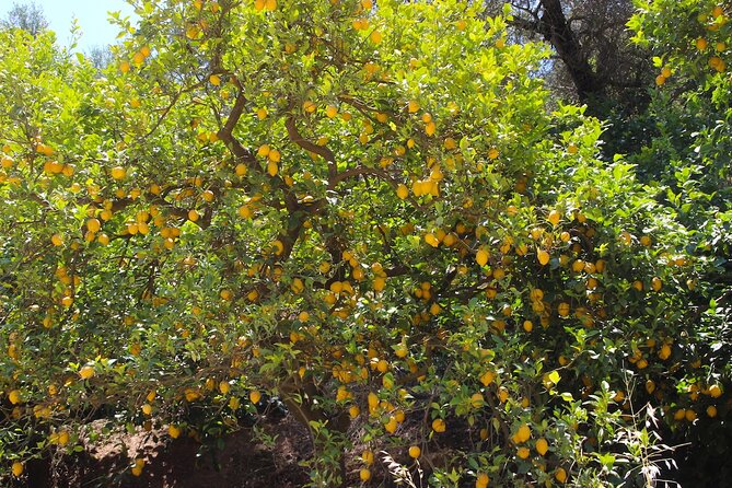 Chania Nature & Villages, White Mountains & Unique Cretan Lunch - Tour Experience