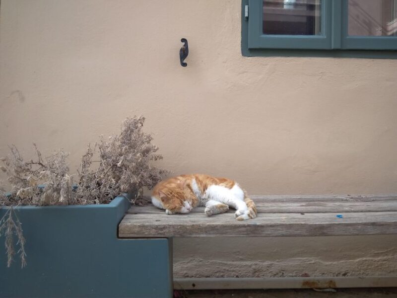 Chania Old Town: Artisans & Sightseeing Walking Tour - Capturing the Best Photo Spots in Chania
