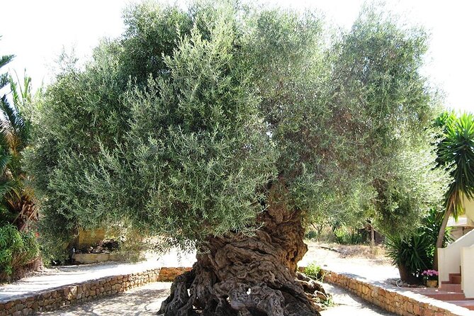 Chania Old Town - Millennial Olive Tree - Olive Oil Mill - Health and Safety Information