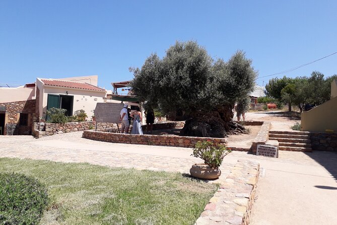 Chania Old Town - Millennial Olive Tree - Olive Oil Mill - Chania Old Town Exploration