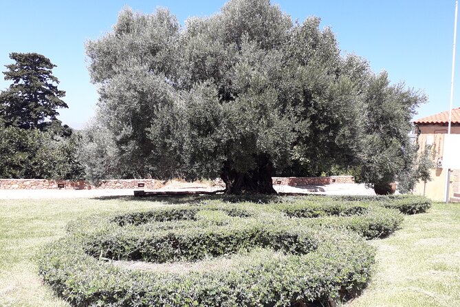 Chania Old Town - Millennial Olive Tree - Olive Oil Mill - Millennial Olive Tree Visit