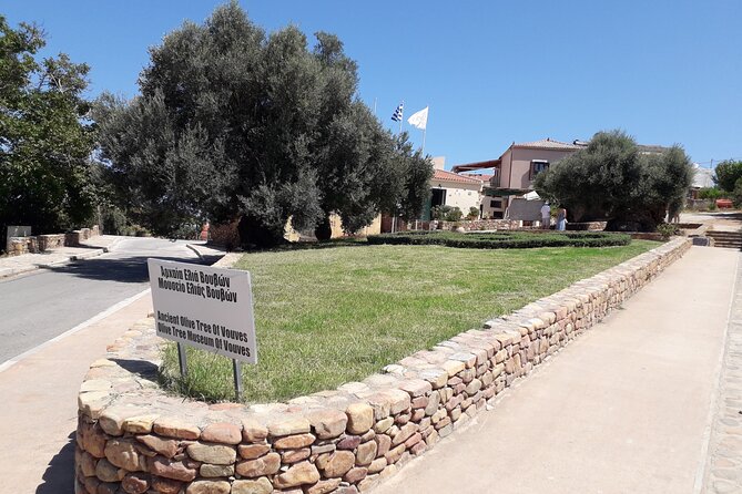 Chania Old Town - Millennial Olive Tree - Olive Oil Mill - Olive Oil Mill Experience
