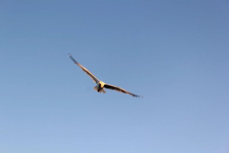 Chania Pink Sand Beaches Private Tour: Elafonisi & Falasarna - Falassarna Beach Exploration