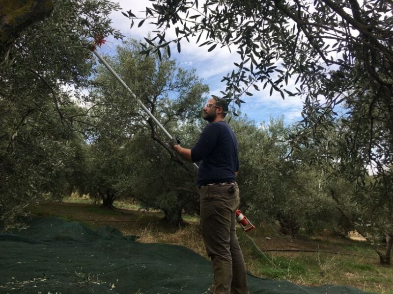 Chania Private Olive Oil Tour: Oil Tasting & Villages Tour - Oldest Olive Tree