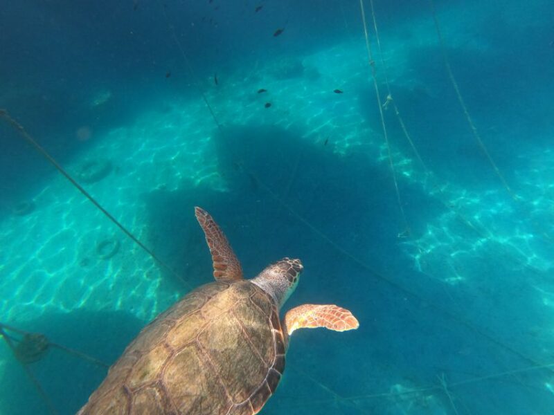 Chania: Stand-Up Paddleboard Small Group Tour - Customer Feedback