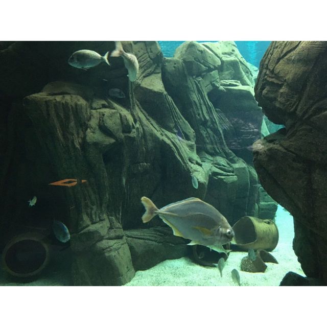 Chania to Creta Aquarium- Heraklion City Private Guided Tour - Itinerary Overview