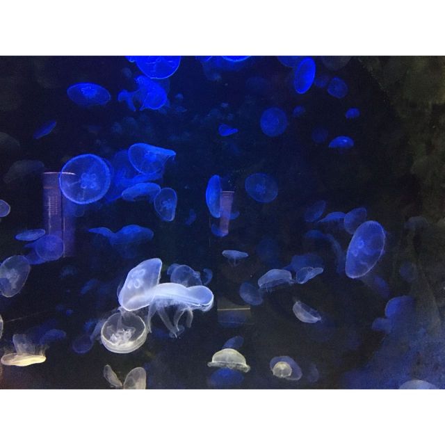 Chania to Creta Aquarium- Heraklion City Private Guided Tour - Private Transportation Benefits