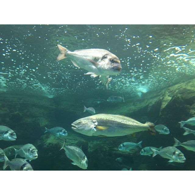 Chania to Creta Aquarium- Heraklion City Private Guided Tour - Inclusions and Exclusions