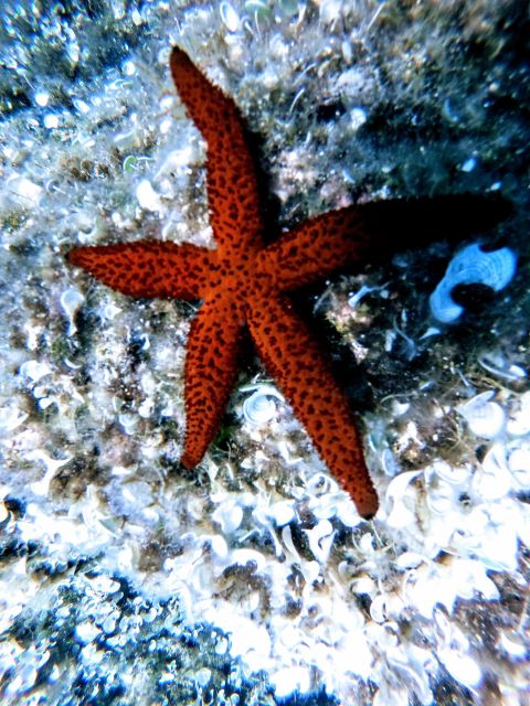 Chania: Try Scuba Diving for Beginners - Scuba Diving Experience