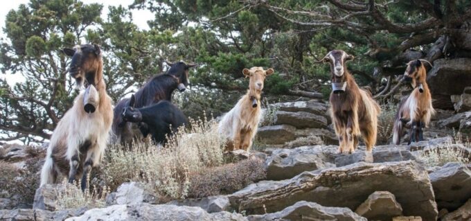 Chania: White Mountains Safari Tour With Lunch and Tastings - Olive Oil and Wine Tastings