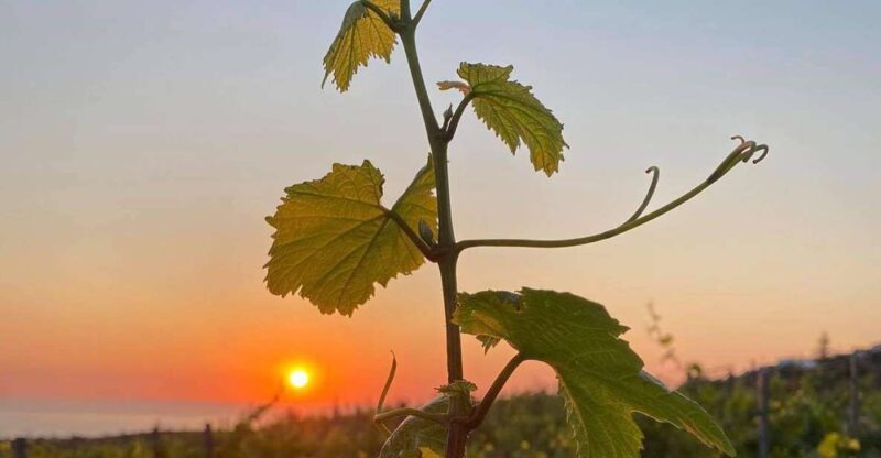 Chania:Olive and Wine 3-hour Trip - Inclusions