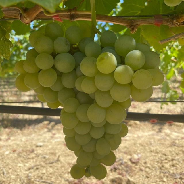 Chania:Olive and Wine 3-hour Trip - Highlights
