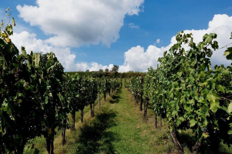 Chania:Olive and Wine 3-hour Trip - Booking Options