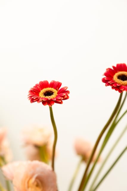 Chapinero: Floral Design, Herbalism and Illustration Workshop - Framed Flower Amulet