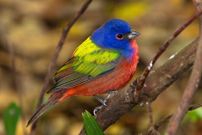Charleston Bird Watching Tour - Health and Safety Information