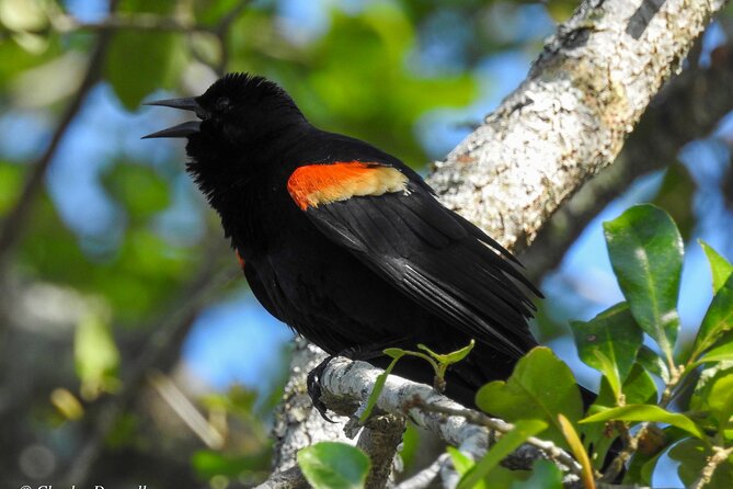 Charleston Bird Watching Tour - Booking and Availability