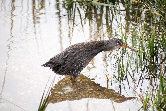 Charleston Bird Watching Tour - Experienced and Knowledgeable Guide