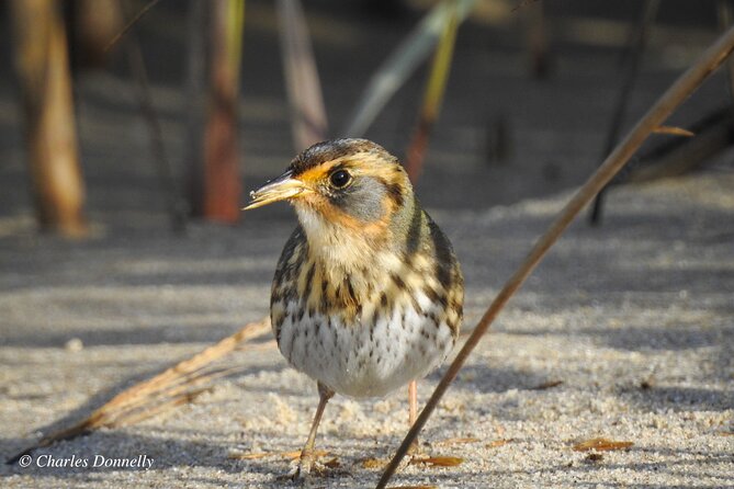 Charleston Bird Watching Tour - Scenic Mount Pleasant Location