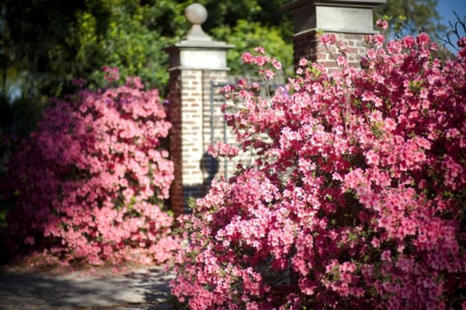 Charleston: Boone Hall & Historic City Tour Combo - Customer Reviews