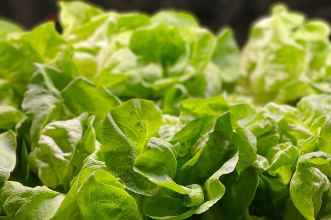 Charleston Farm-to-Table Food Tour and Chefs Challenge - Cancellation Policy