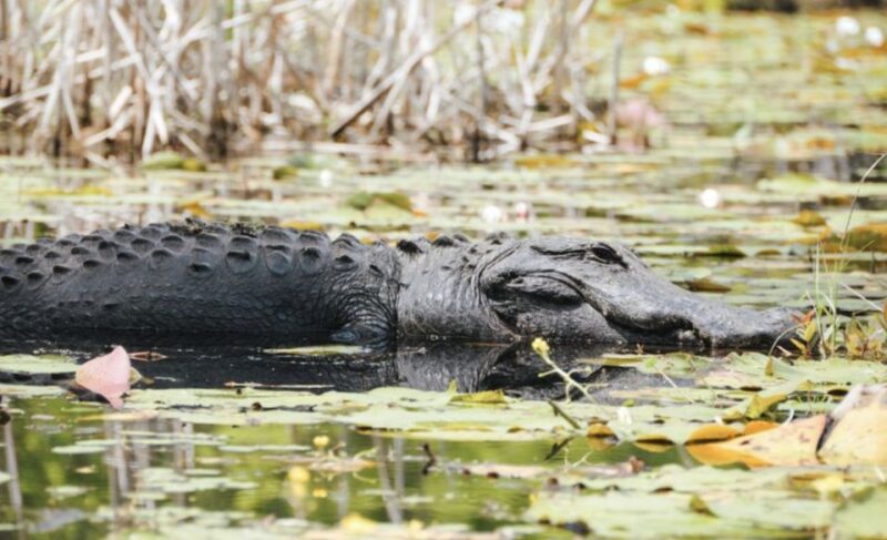 Charleston: Historic City Tour & Magnolia Plantation Combo - Cancellation Policy