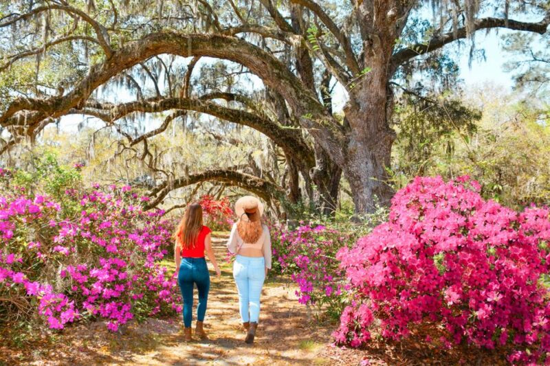 Charleston: Magnolia Plantation Entry & Tour With Transport - Wildlife and Nature Highlights