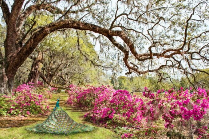 Charleston: Magnolia Plantation Entry & Tour With Transport - Frequently Asked Questions