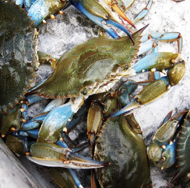 Charleston: Morris Island Nature Boat Tour With Naturalist - Departure Location and Parking