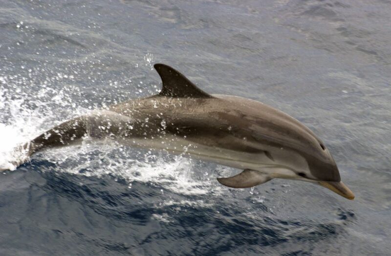 Charleston: Sightseeing Harbor Tour & Dolphin Watch - Itinerary Highlights
