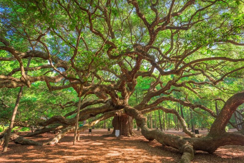 Charleston: Wadmalaw Island Wine Tasting and Tea Garden Trip - Itinerary Highlights