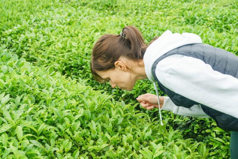 Charleston: Wadmalaw Island Wine Tasting and Tea Garden Trip - Important Information