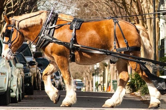 Charlestons Historic Residential Horse and Carriage Tour - What to Expect